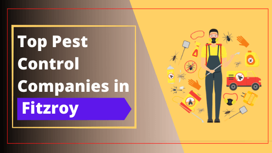 Top 10 Pest Control Companies in Fitzroy