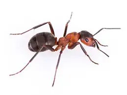 365 Ant-Control