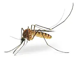 365 Mosquitos-Control