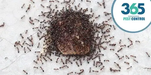 365 ants control