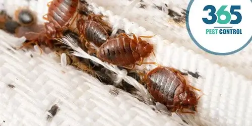 365 bedbugs control