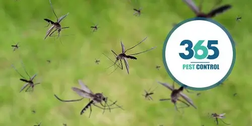 365 mosquitos control